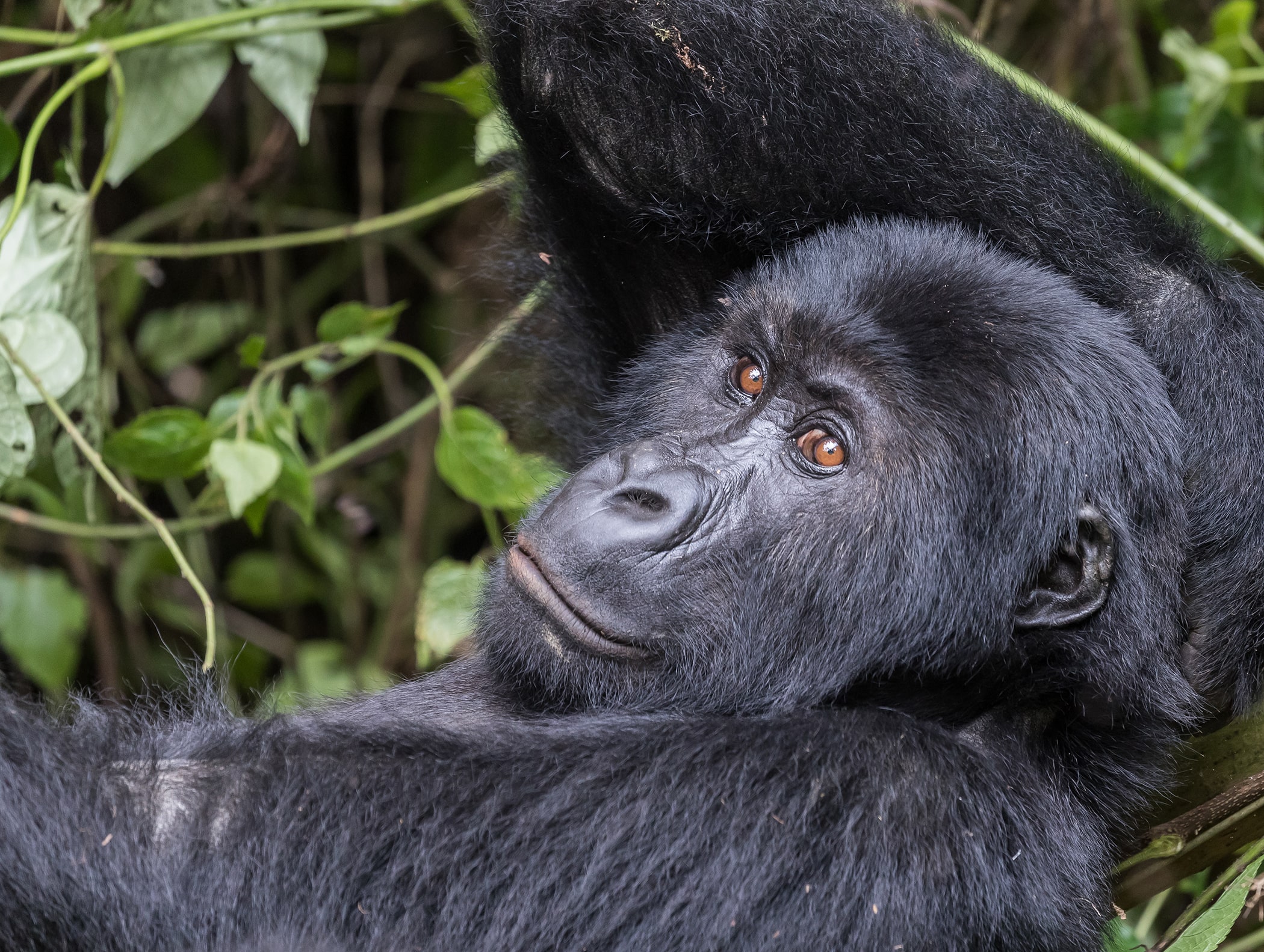 Save Grauer's Gorilla and lock up 28.6 million tons of carbon