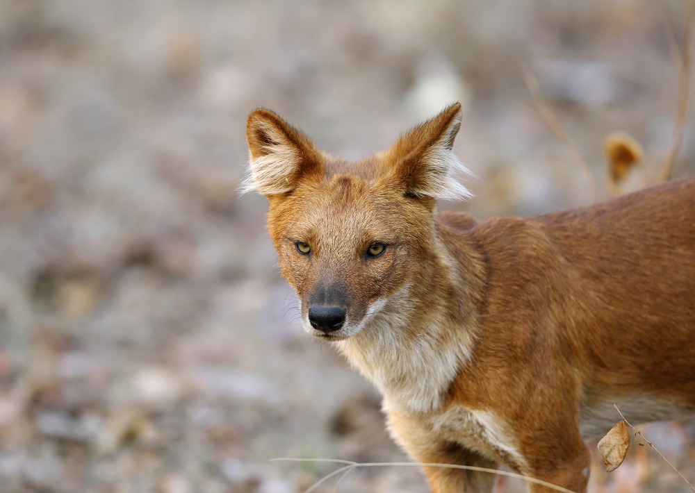 The Endangered Dhole, or Asiatic Wild Dog, by Dr. Ajay Kumar Singh