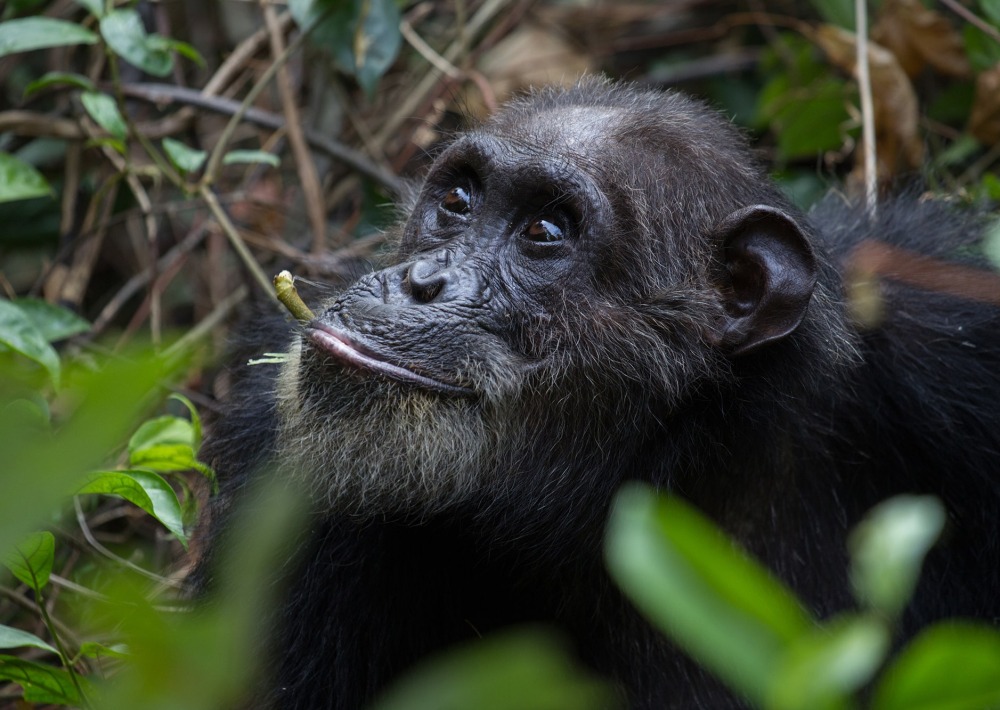 The Endangered Eastern Chimpanzee, by Steffen Foerster