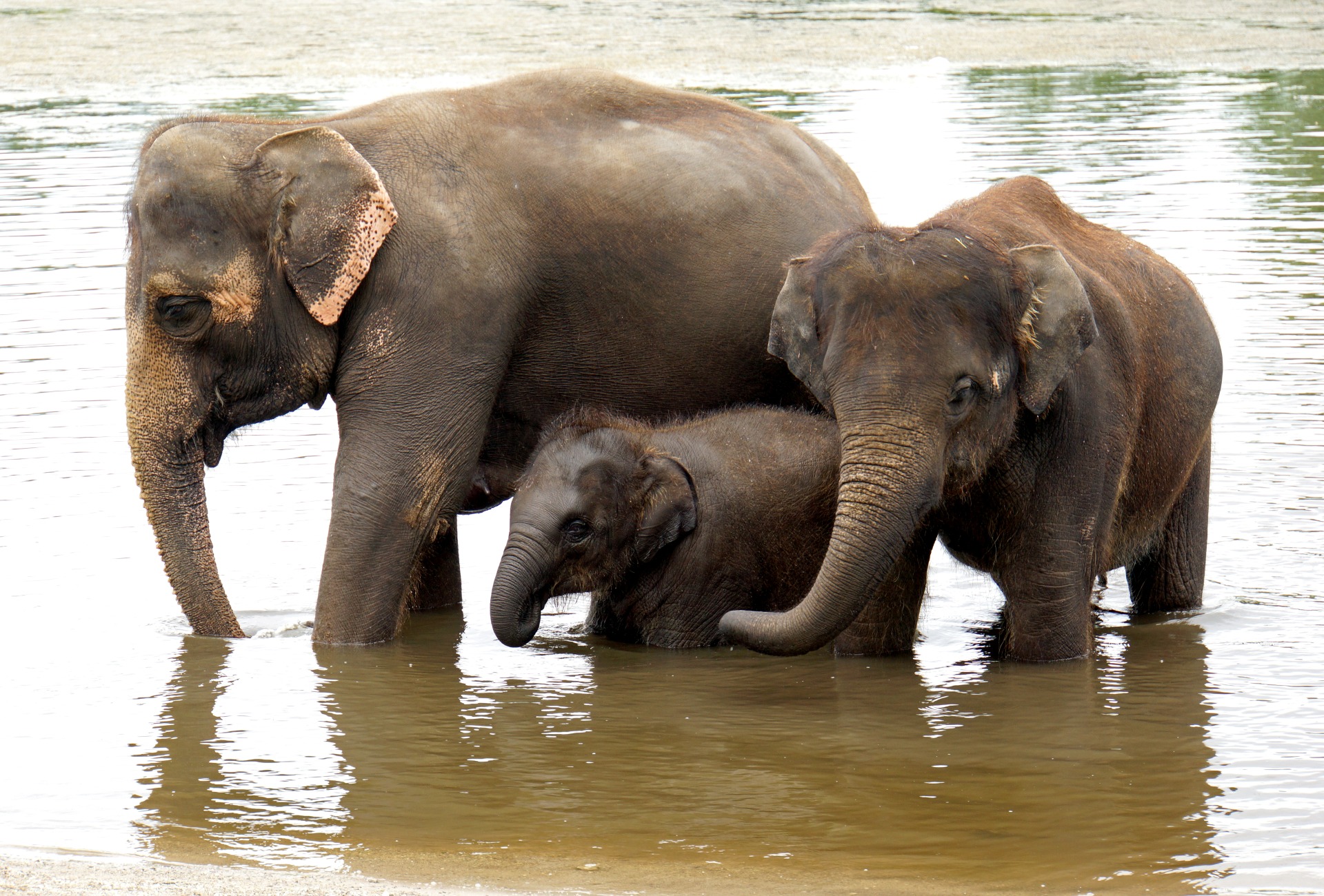 The Endangered Asian Elephant, by Dennis Jarvis/Flickr