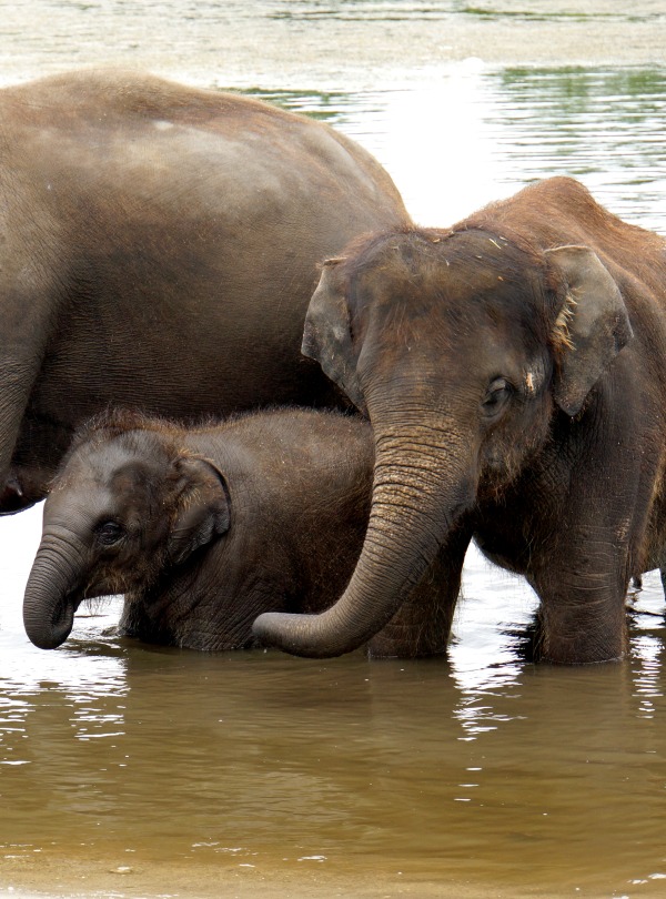 The Endangered Asian Elephant, by Dennis Jarvis/Flickr