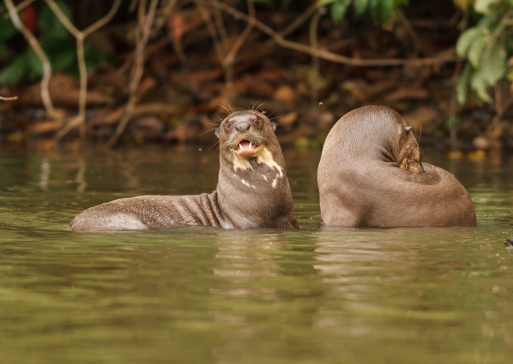 The Giant Otter, by Christian Vinces