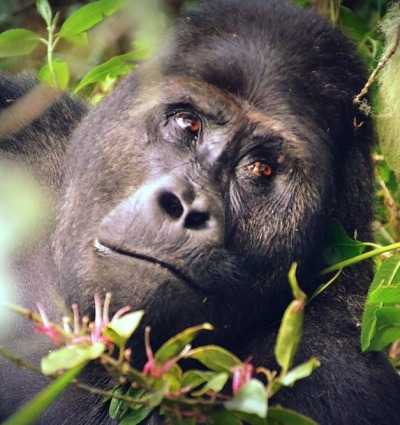 Grauer's Gorilla, by WCS-DRC