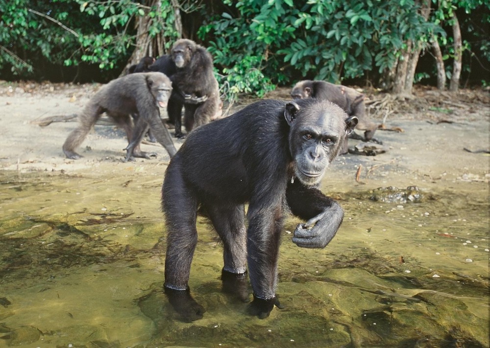 The Critically Endangered Western Chimpanzee