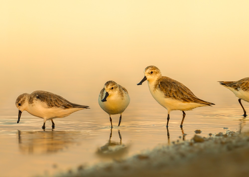 Group of Critically Endangered Spoon-billed sandpipers.