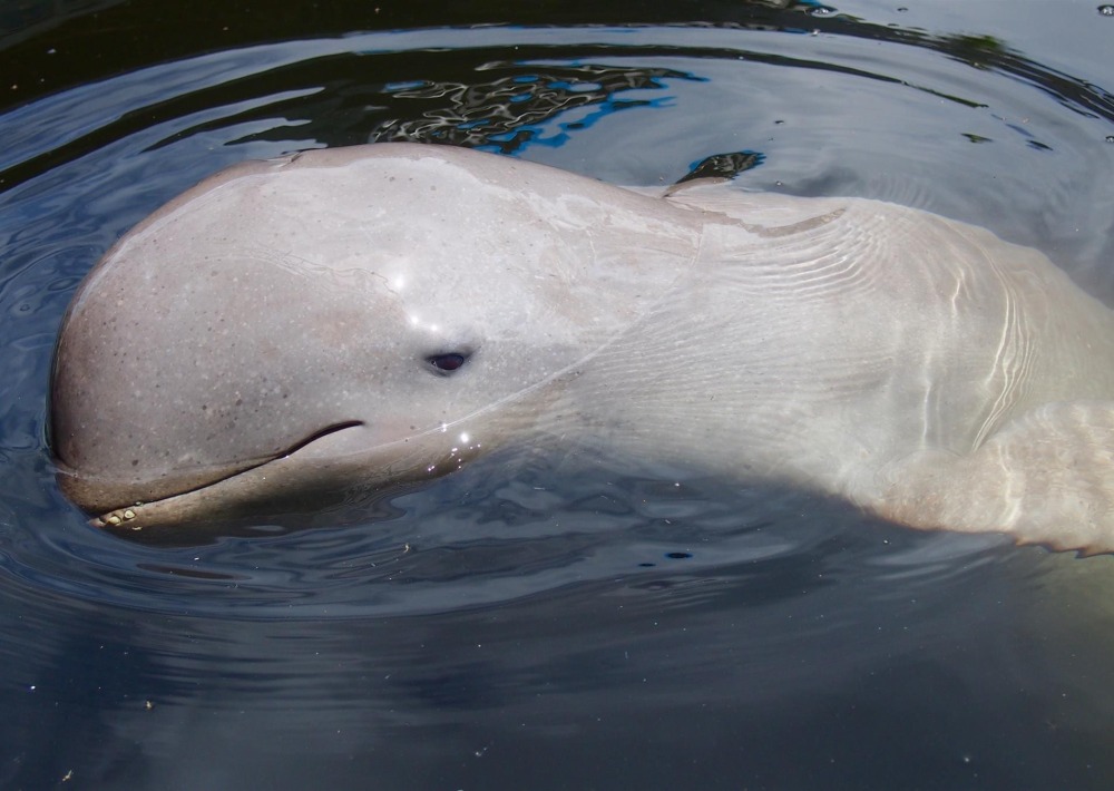 The Endangered Irrawaddy Dolphin, by Na Me
