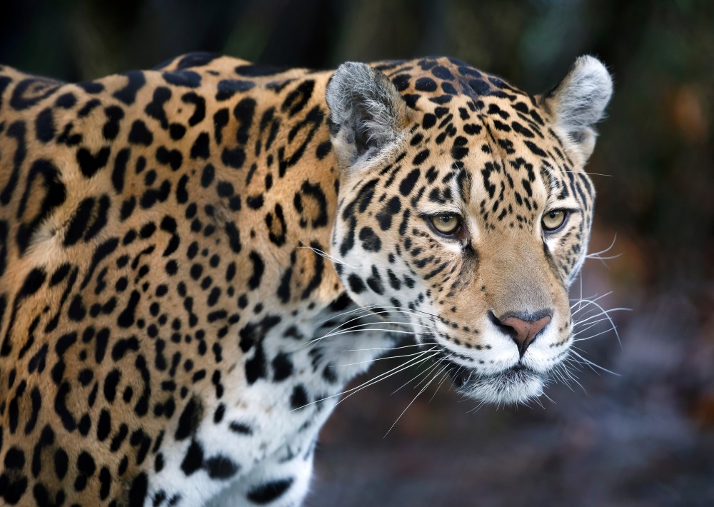 The Jaguar, by Edwin Butter