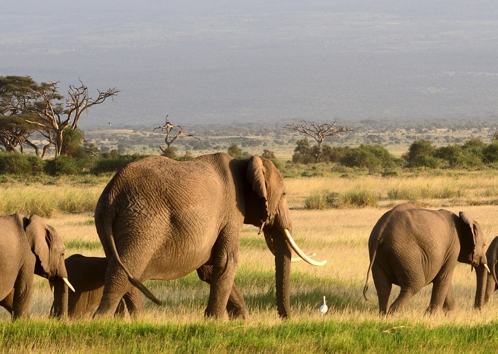 The Endangered African Savanna Elephant, by Attila Jandi