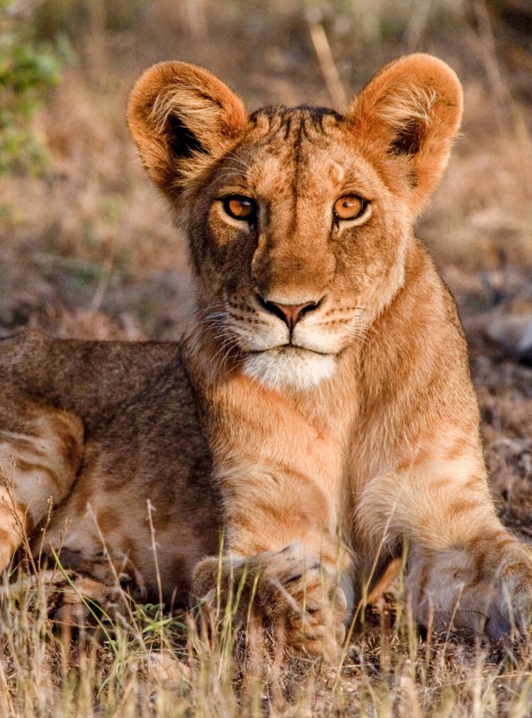 African Lion