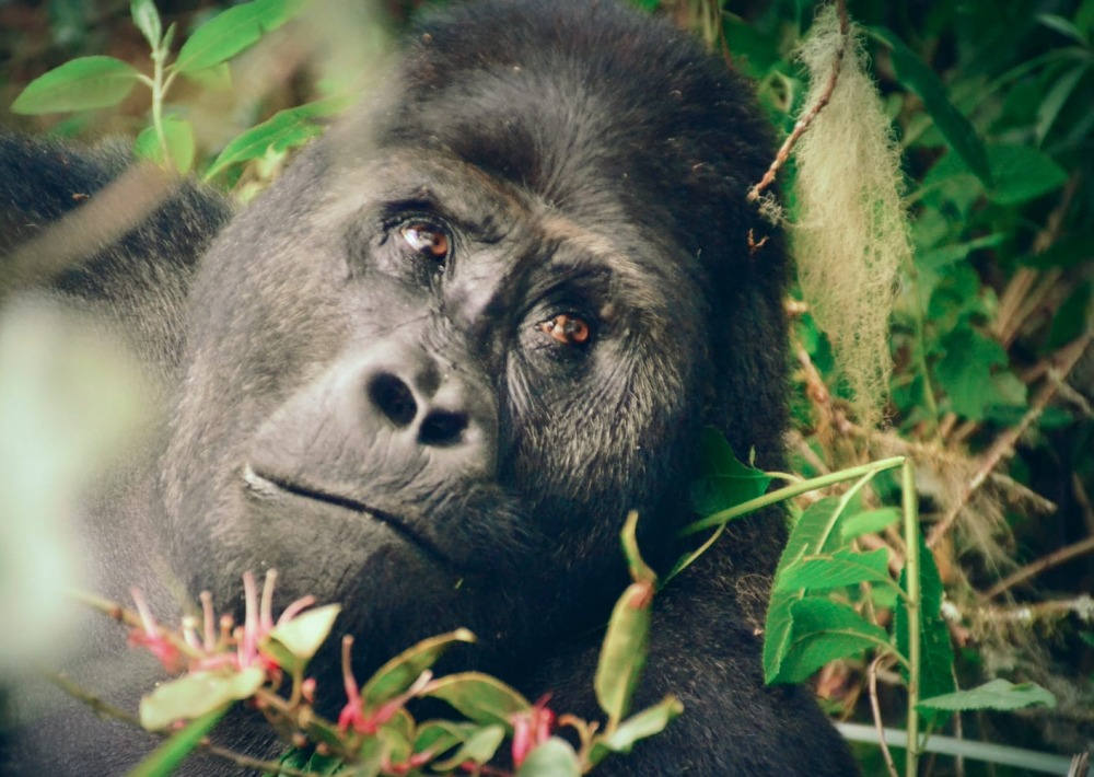 Grauer's Gorilla, by WCS-DRC