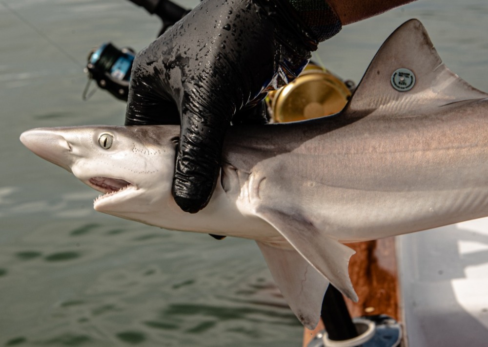 Shark tagging by our partner, Mision Tiburon.