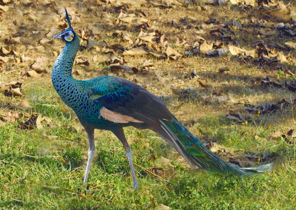 The Endangered Green Peafowl, by Raju Kasambe