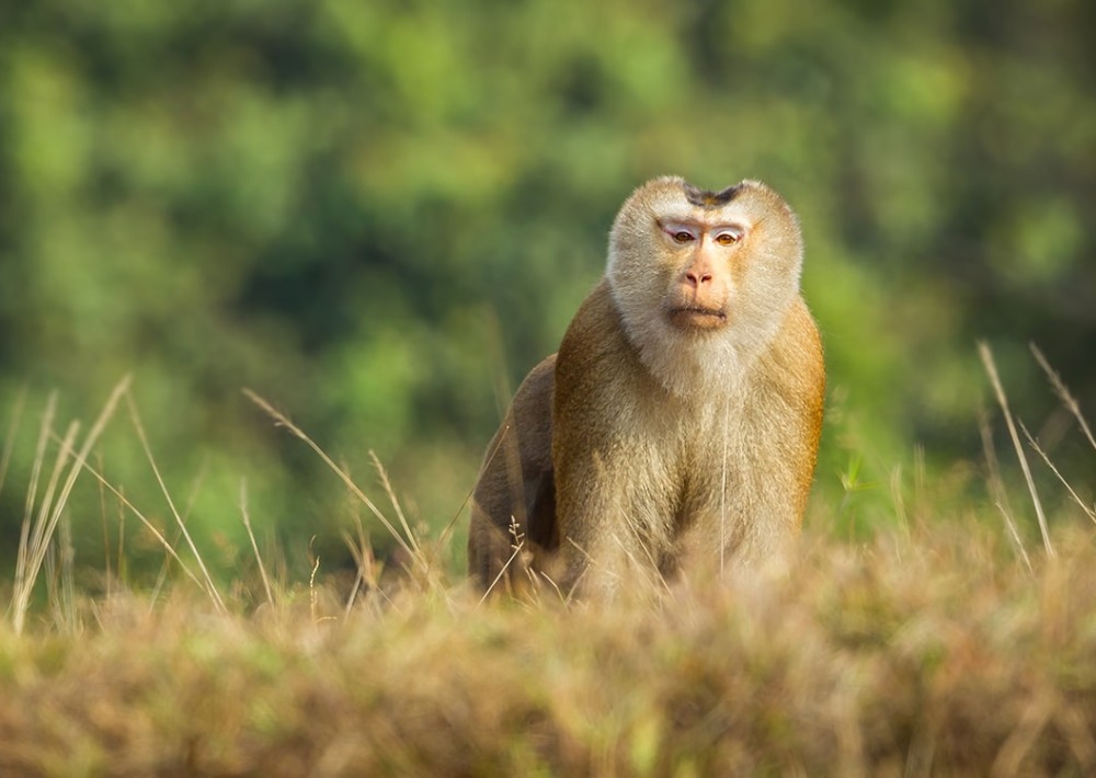 The Vulnerable Northern Pig-tailed Macaque of Vietnam, by Kajornyot Wildlife Photography