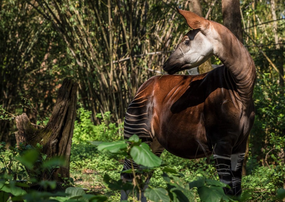 Okapi standing amidst trees