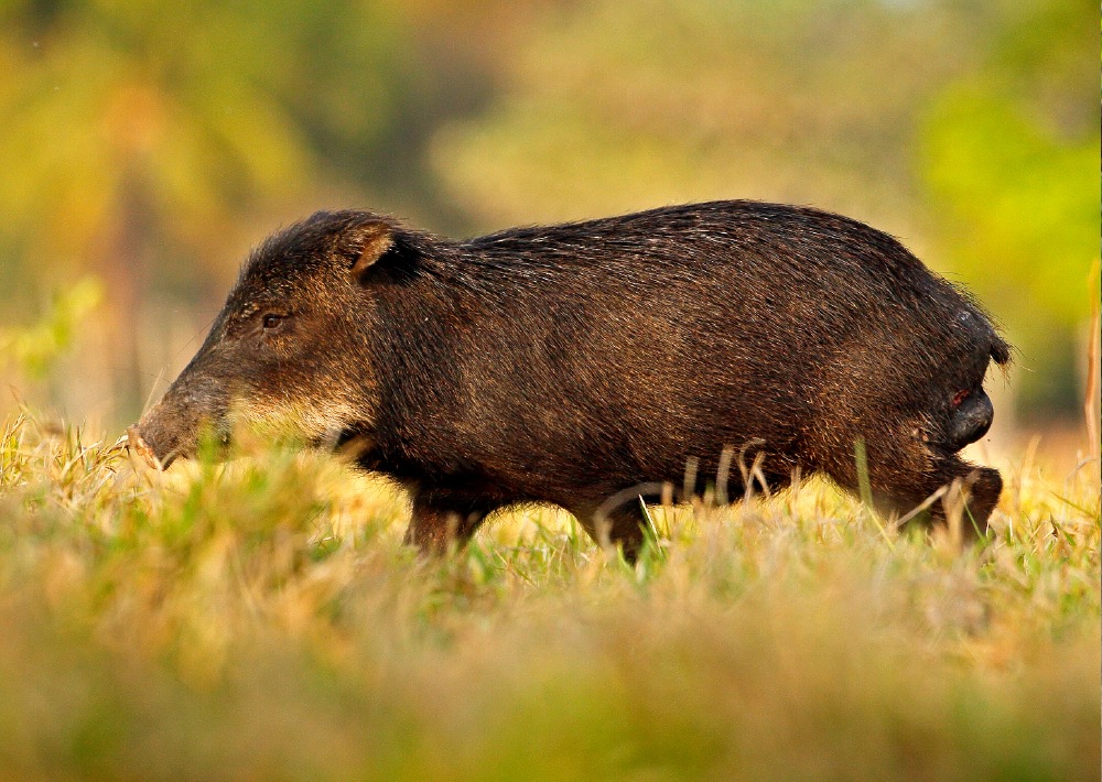 The White-lipped Peccary