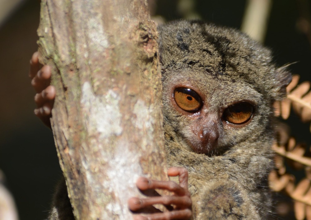 The Endangered Peleng Tarsier of Peleng Island, Indonesia