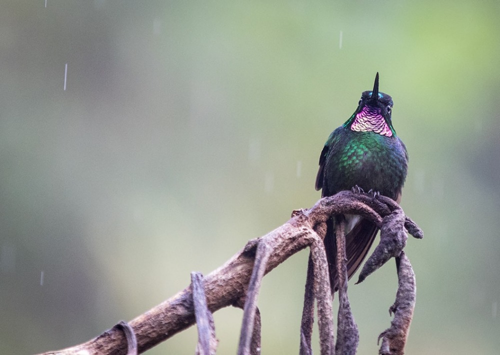 The Pink-throated Brilliant Hummingbird, by Virginie Merckaert