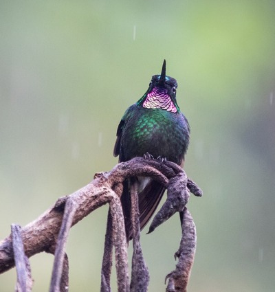 The Pink-throated Brilliant Hummingbird, by Virginie Merckaert