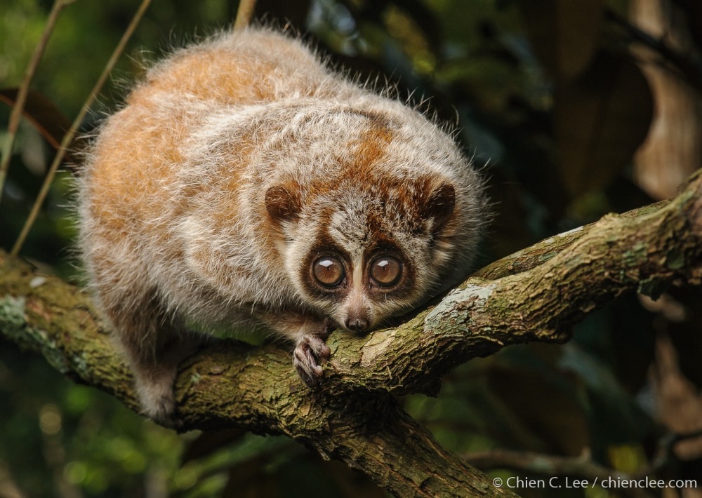 The Pygmy Slow Loris, by Chien Lee/Flickr