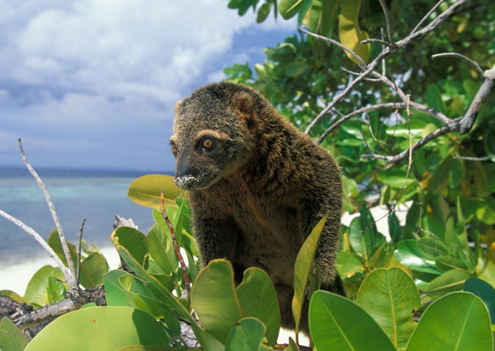 The Sulawesi Bear Cuscus of Indonesia