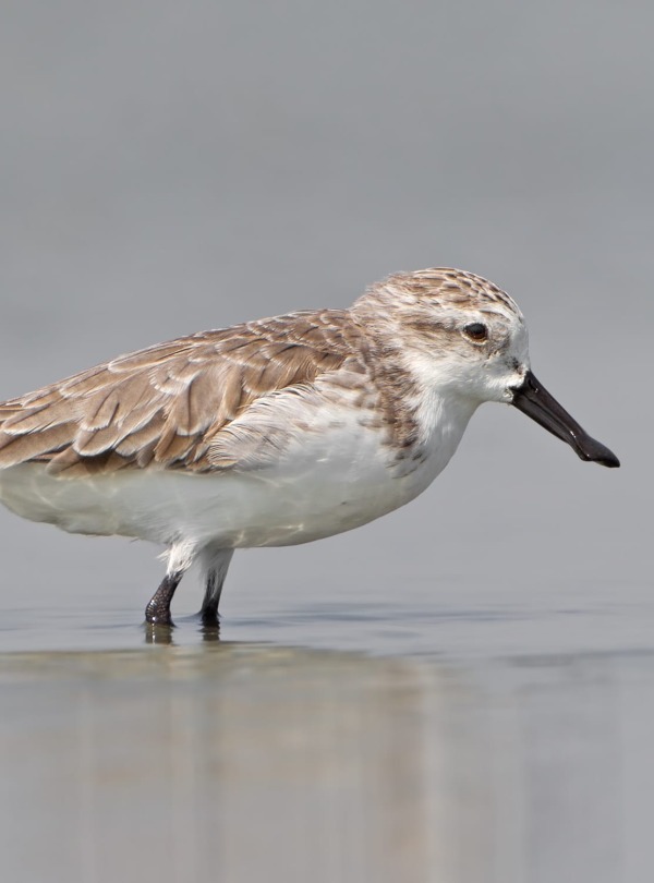 The Critically Endangered Spoon-billed Sandpiper