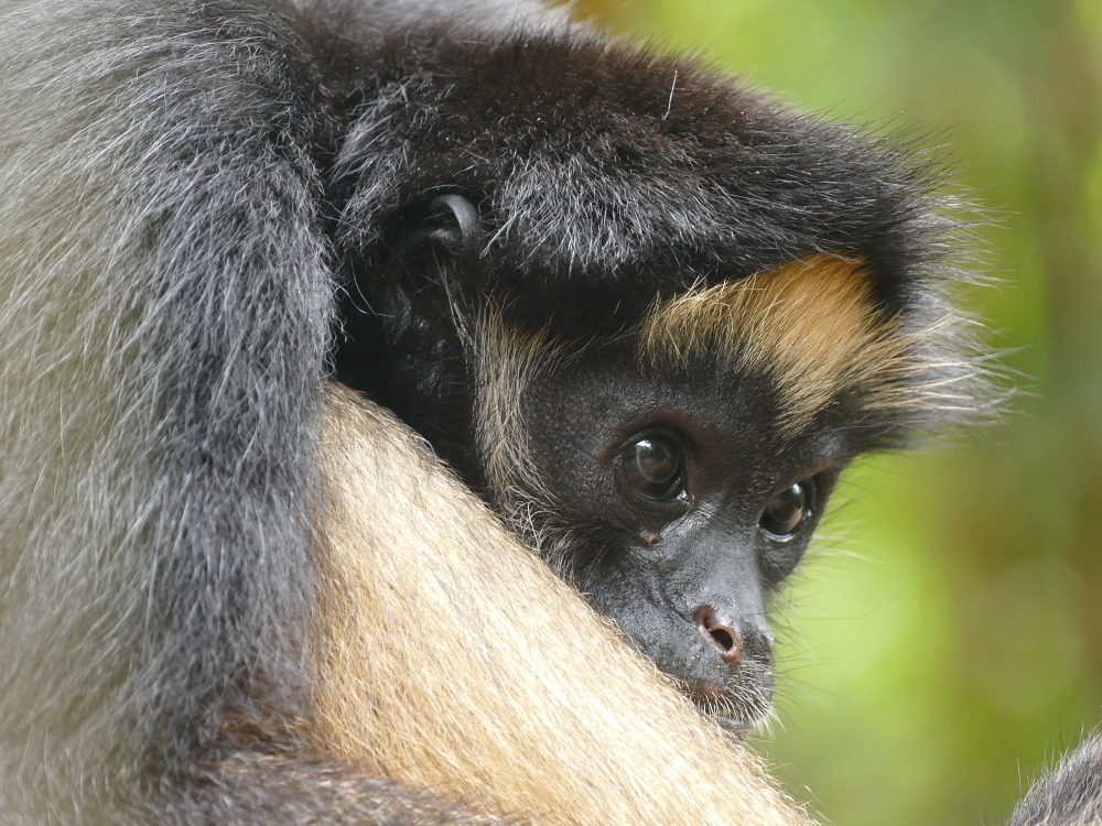 The Endangered White-bellied Spider Monkey, by Helge Zabka