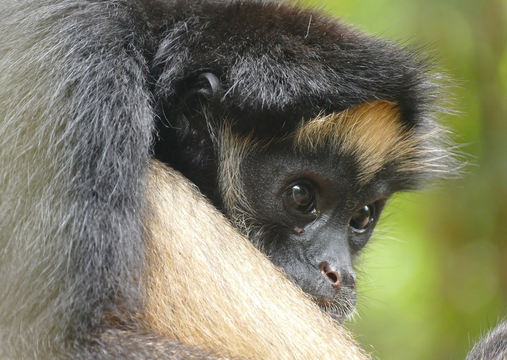 The Endangered White-bellied Spider Monkey, by Helge Zabka