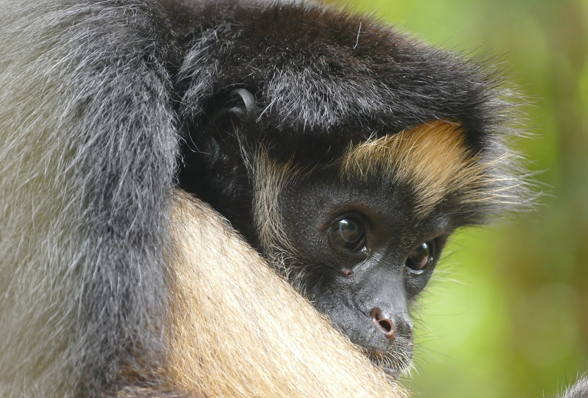 The Endangered White-bellied Spider Monkey, by Helge Zabka