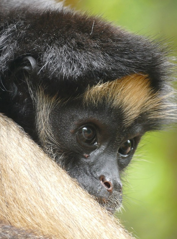The Endangered White-bellied Spider Monkey, by Helge Zabka