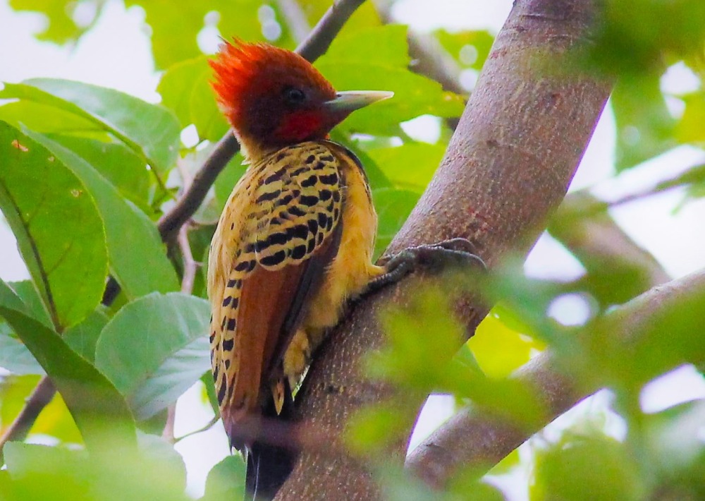 The Endangered Kaempfer's Woodpecker of Brazil