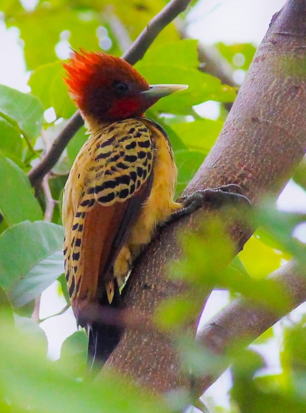 The Endangered Kaempfer's Woodpecker of Brazil