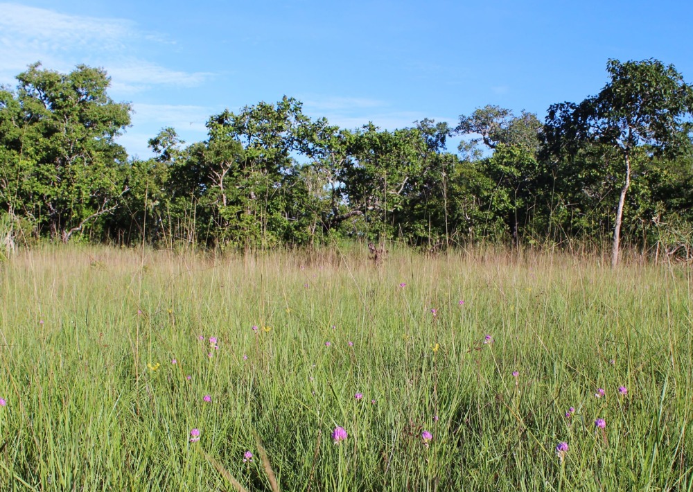 The project landscape in Brazil, home to the Kaempfer's Woodpecker