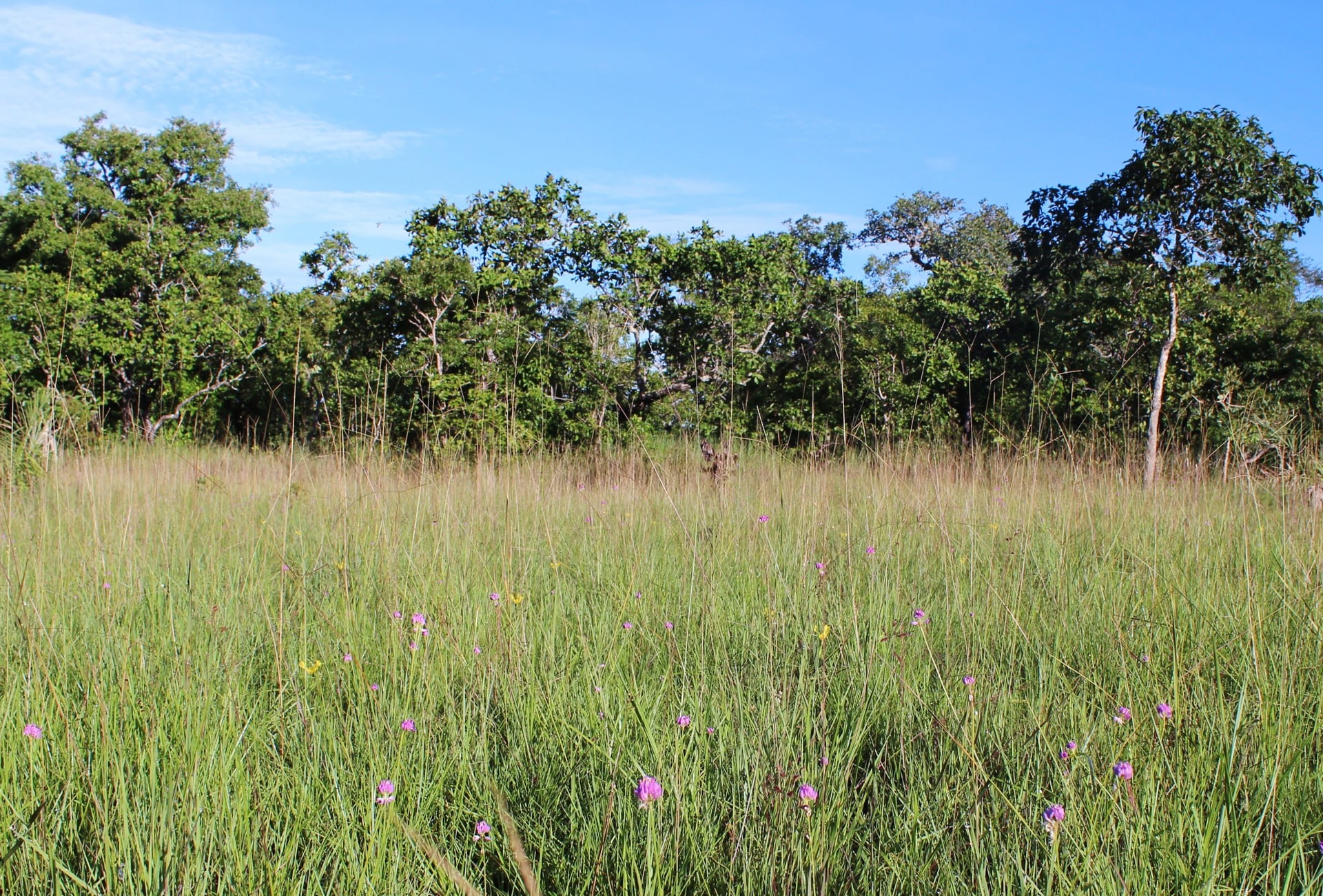 The project landscape in Brazil, home to the Kaempfer's Woodpecker