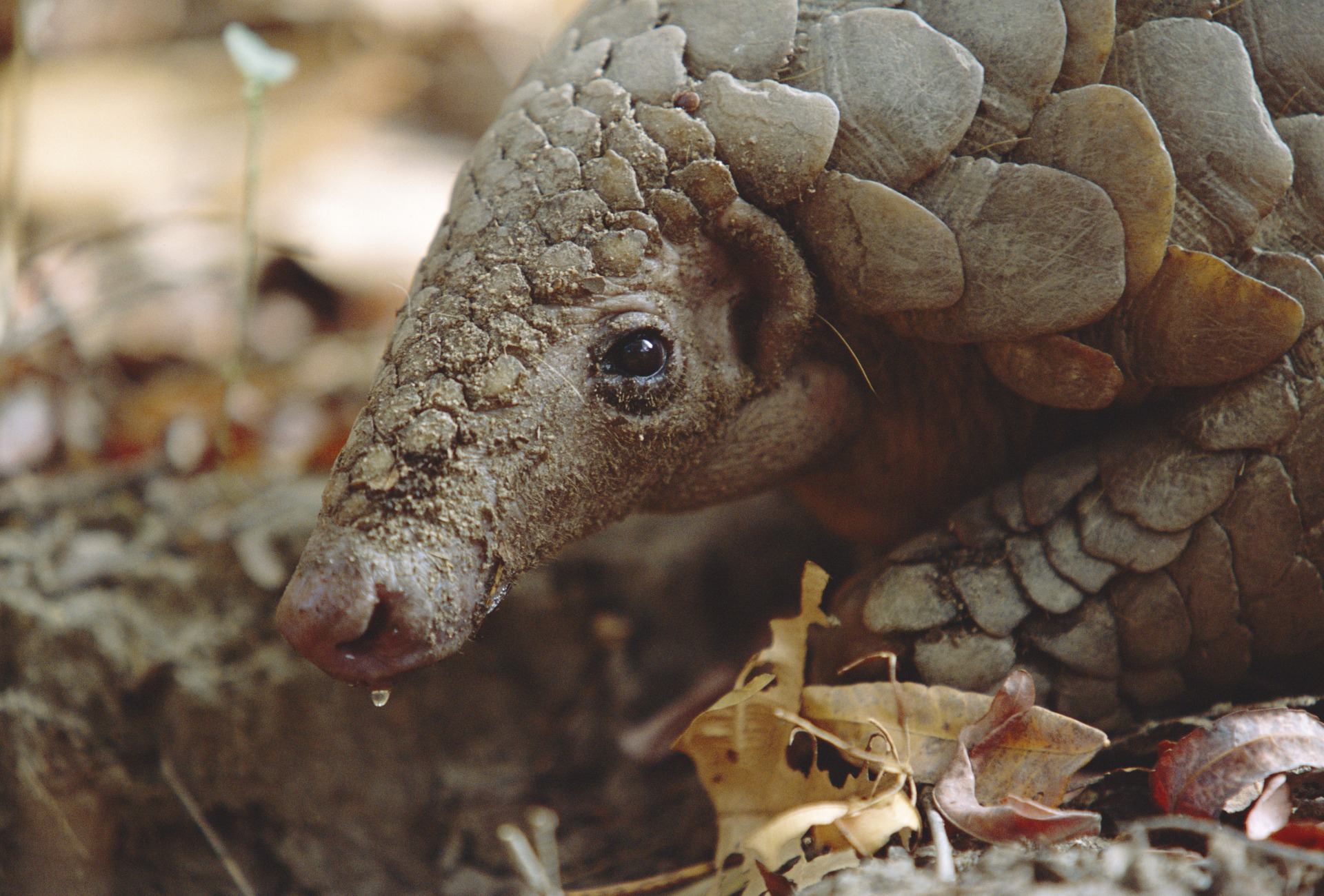 Protecting Endangered Pangolins in the North Western Ghats of India –  Rainforest Trust