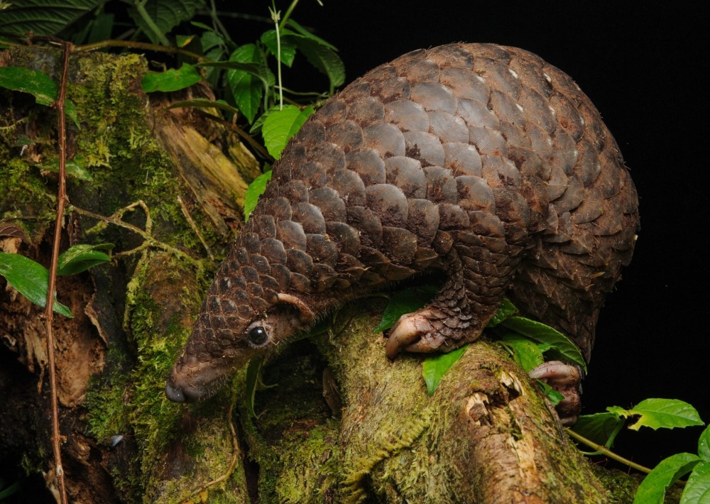 The Critically Endangered Sunda Pangolin, by Chien Lee