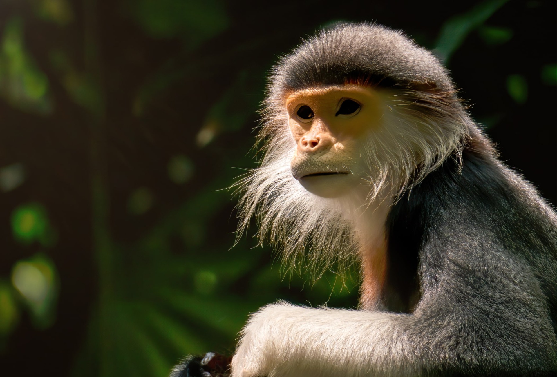 The Endangered Gray-shanked Douc Langur, in Vietnam