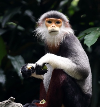 Save Vietnam's exquisite Grey-shanked Douc Langur – Rainforest Trust