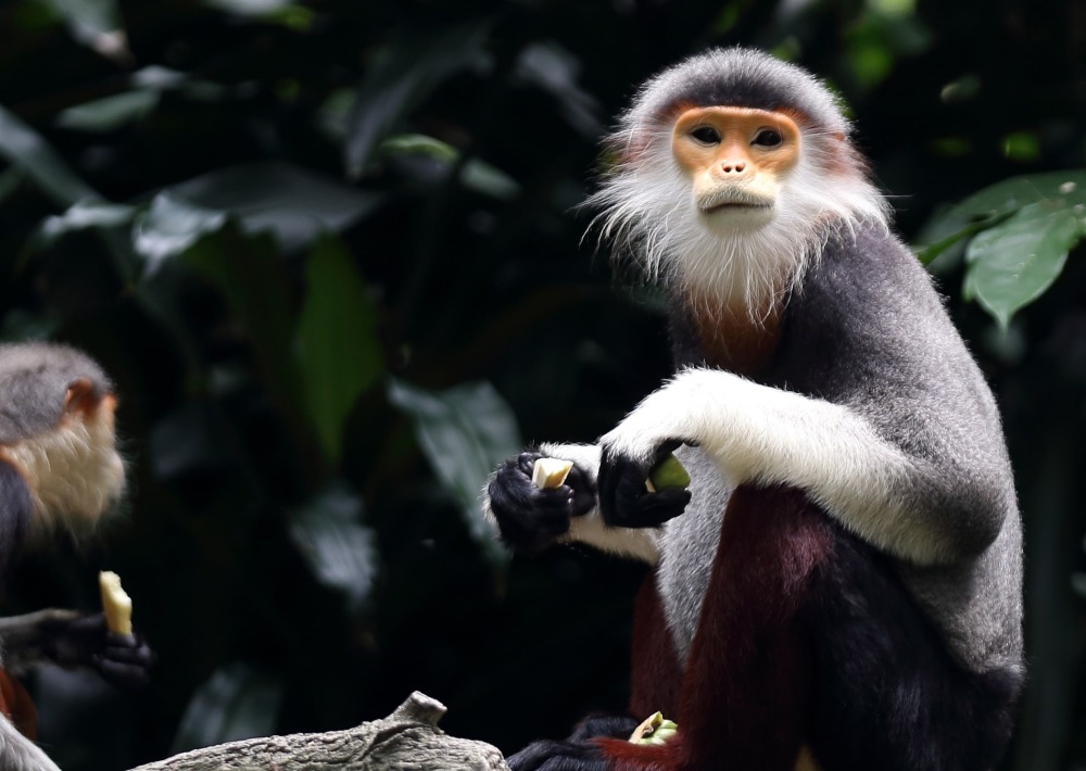 The Endangered Gray-shanked Douc Langur, in Vietnam