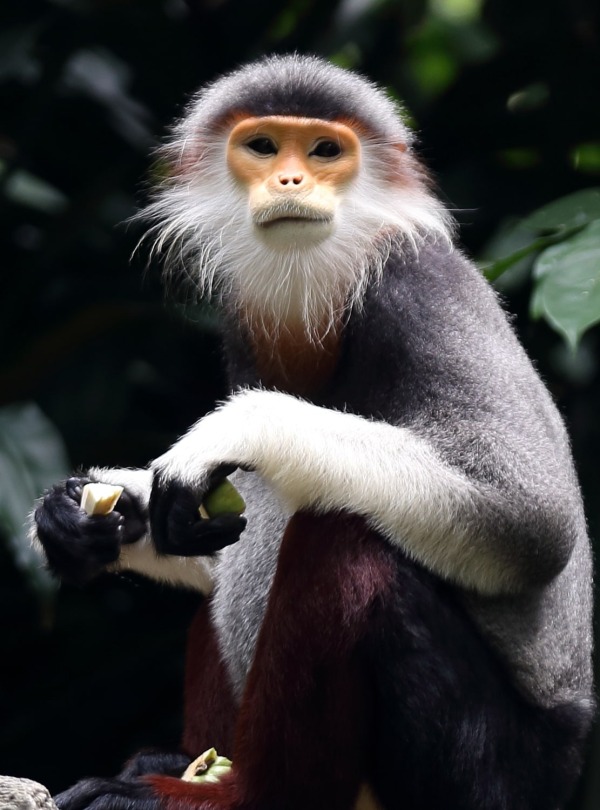 The Endangered Gray-shanked Douc Langur, in Vietnam