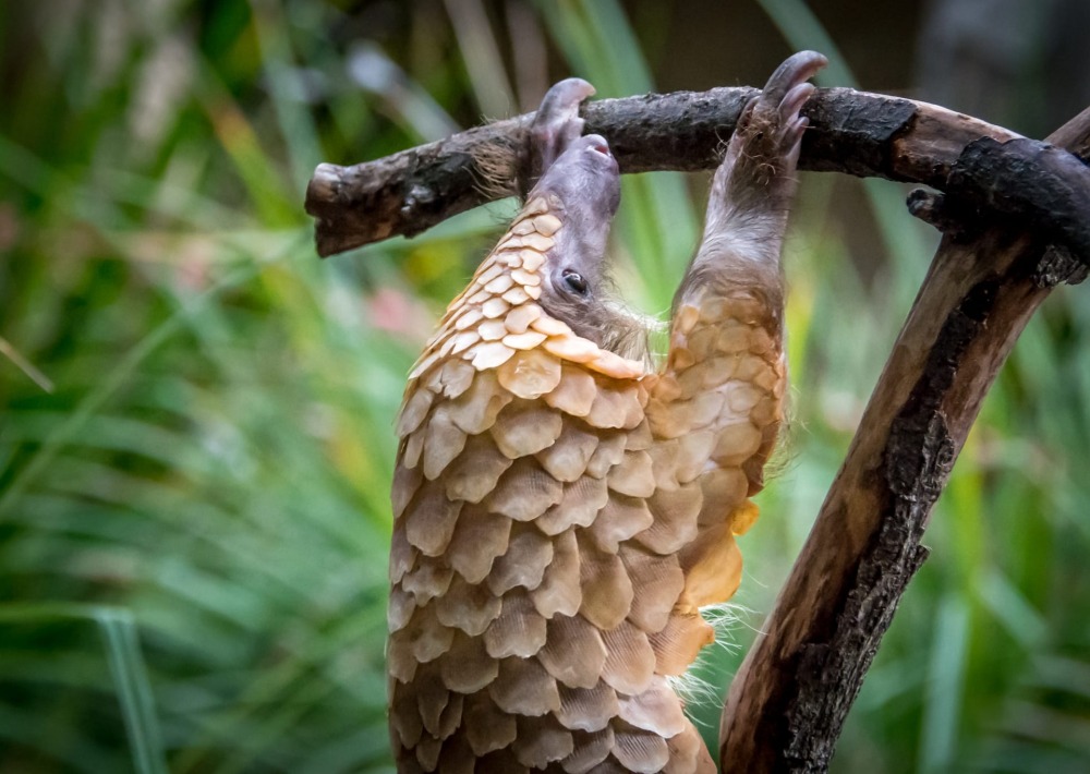 White Bellied Pangolin