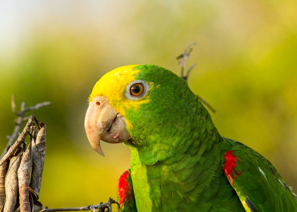 Yellow-headed Amazon in Belize, by Francis Canto