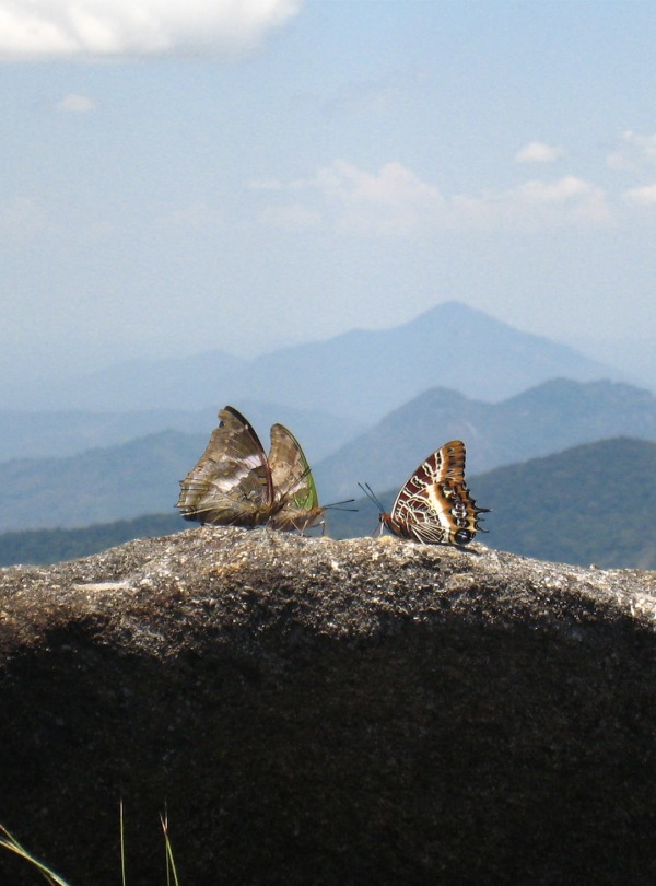 Butterflies rest on the summit of Mount Mabu in Mozambique, by Julian Bayliss