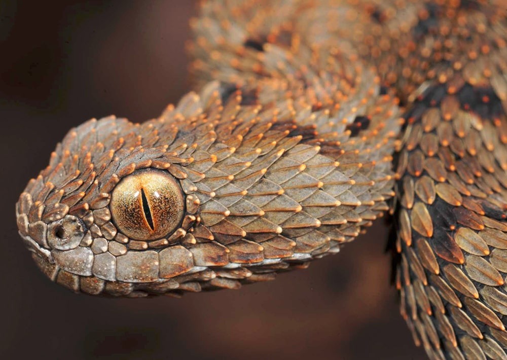 The Endangered Mount Mabu Forest Viper, by Bill Branch