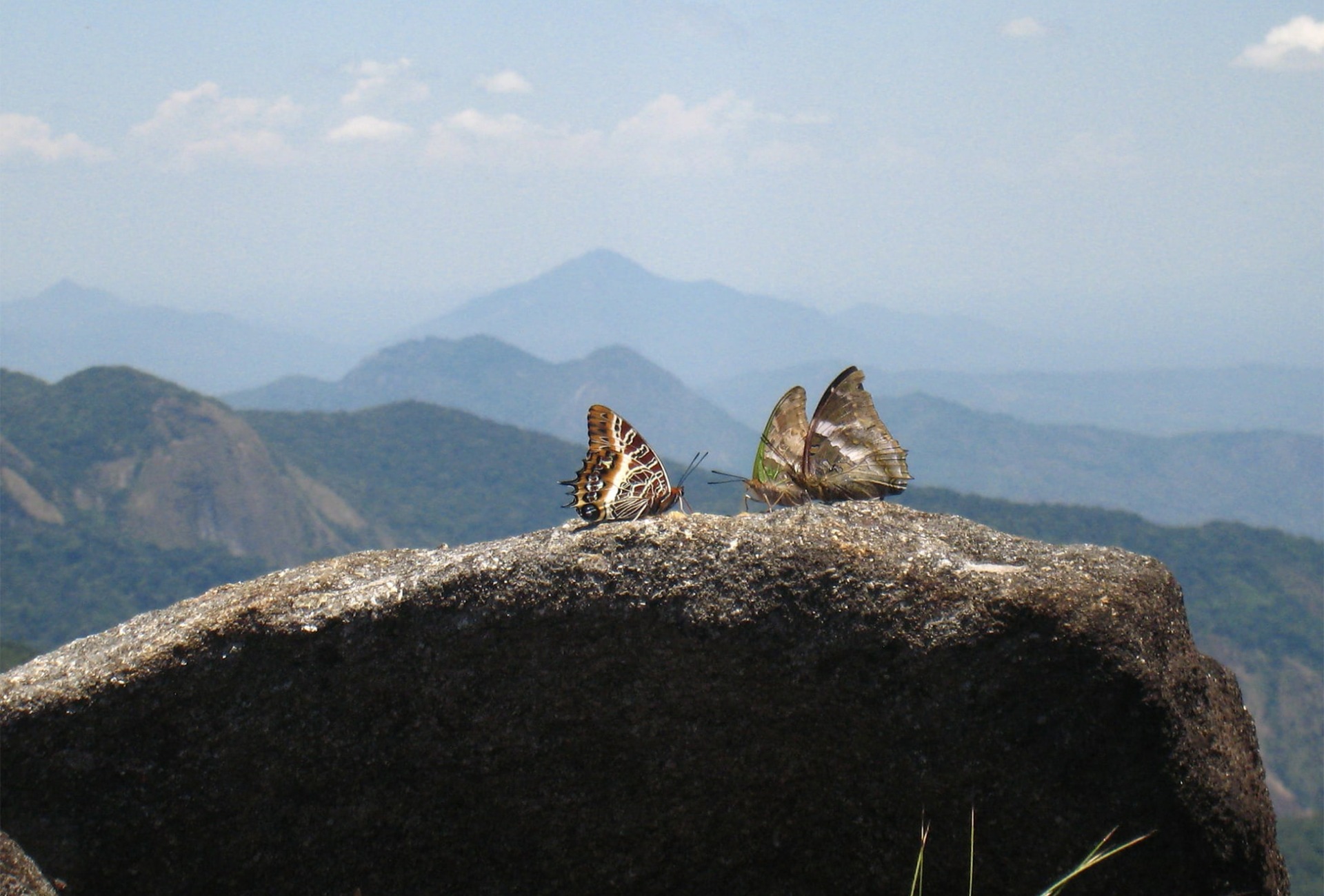 Butterflies rest on the summit of Mount Mabu in Mozambique, by Julian Bayliss