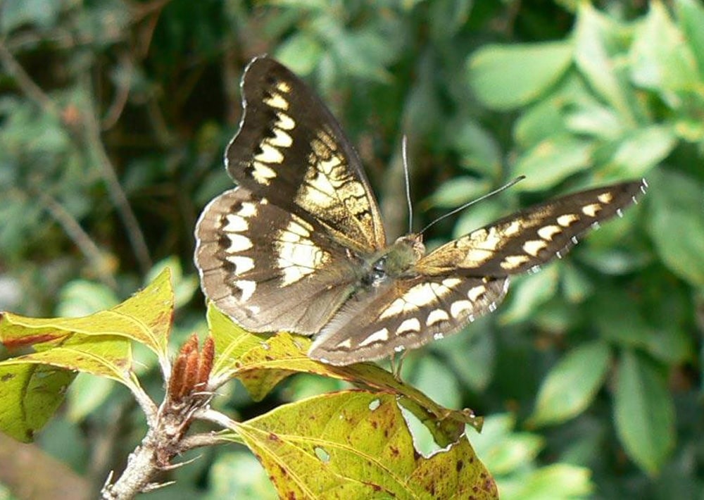 A butterfly species, Cymothoe baylissi poppyana, that ascends to the summit of Mount Mabu each year, by Julian Bayliss