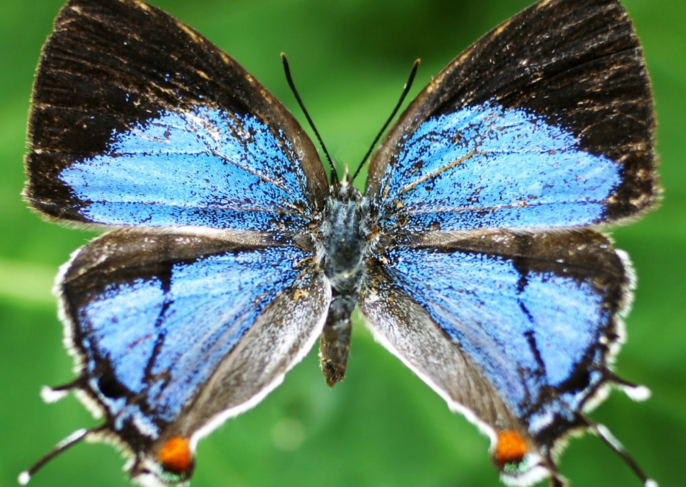 A butterfly species, Epamera malaikae, that ascends to the summit of Mount Mabu each year, by Colin Congdon