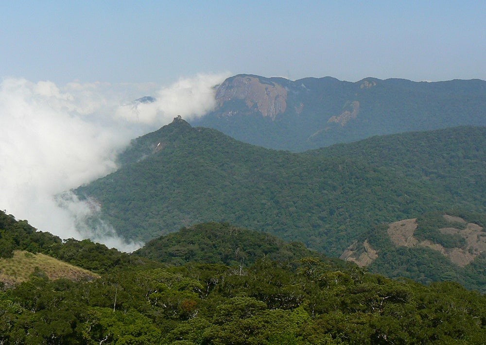 The Butterfly Forest of Mount Mabu in Mozambique, by Julian Bayliss