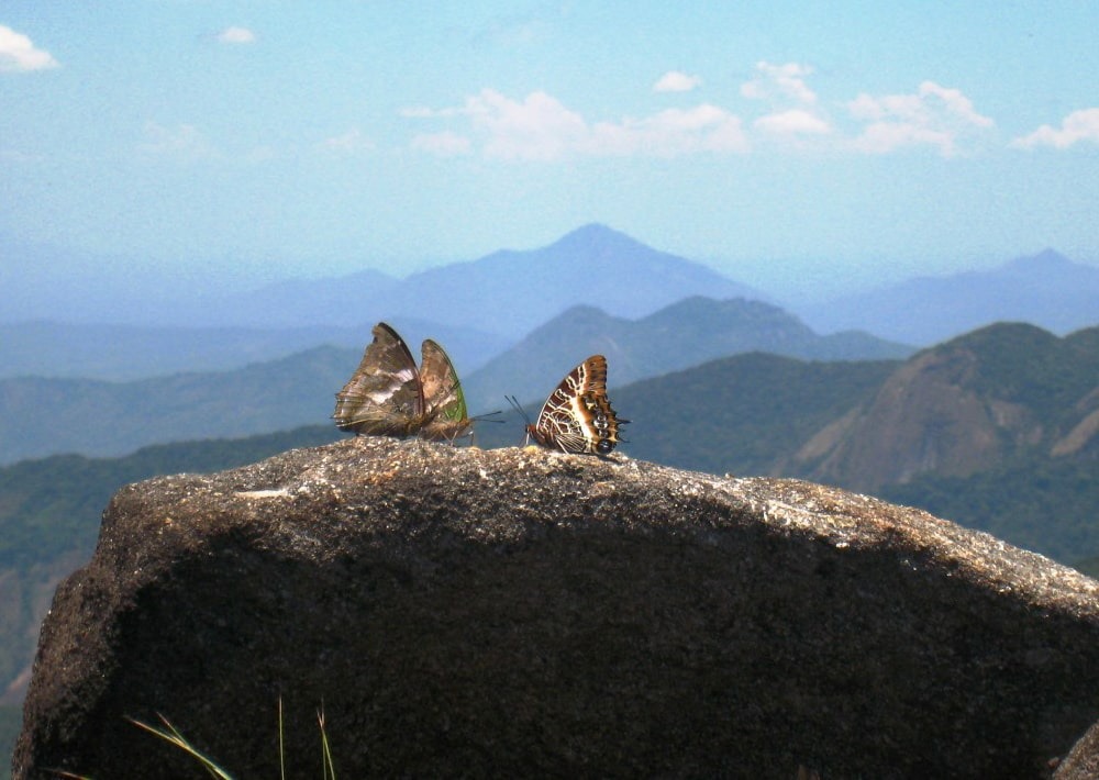 Butterflies rest on Mount Mabu in Mozambique's Butterfly Forest, by Julian Bayliss