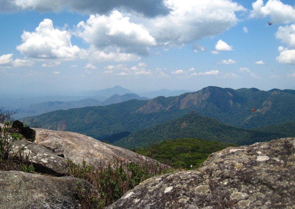 The Butterfly Forest of Mount Mabu in Mozambique, by Julian Bayliss