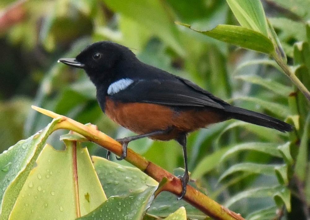 Chestnut-bellied Flowerpiercer, by Frank Smith